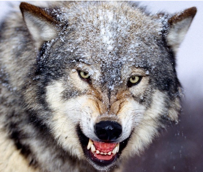 图解:狼与哈士奇四大不同点 一看眼睛就知道