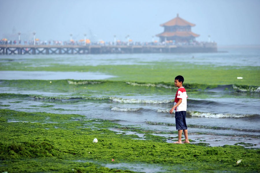 高清组图:青岛浒苔卷土重来 海滩变大“草原”-新闻频道-和讯网