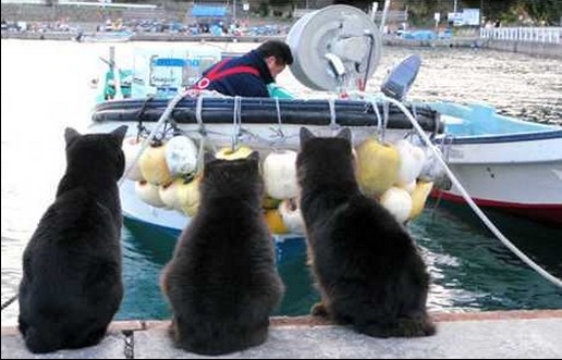 日本猫岛图片