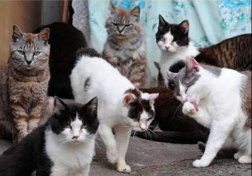 日本猫岛图片