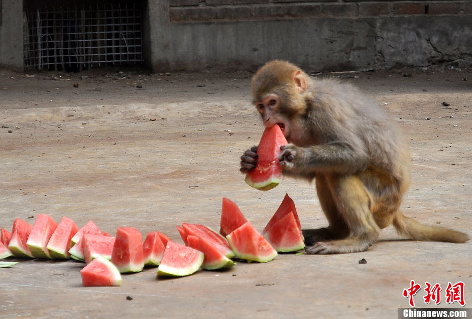 邯郸动物园动物畅享凉爽萌态十足(组图)