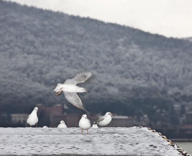 组图:昆明下雪了 罕见天气现象惊呆小伙伴