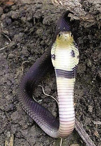 组图:中华眼镜蛇不愿被泡酒集体外跑引村庄恐慌 居民外出自备木棍护身