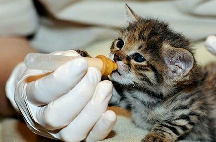 萌cry!世界上最小的猫:黑足猫