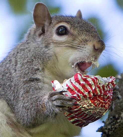 英可爱松鼠"偷吃"蛋糕尽显贪婪