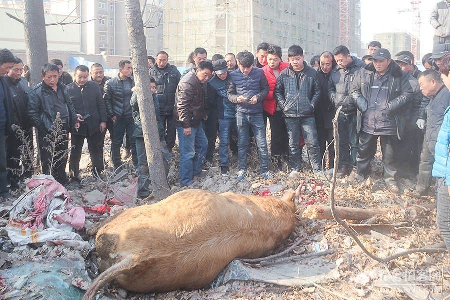 组图:山东单县公安局局长亲临指挥击毙撞人疯牛